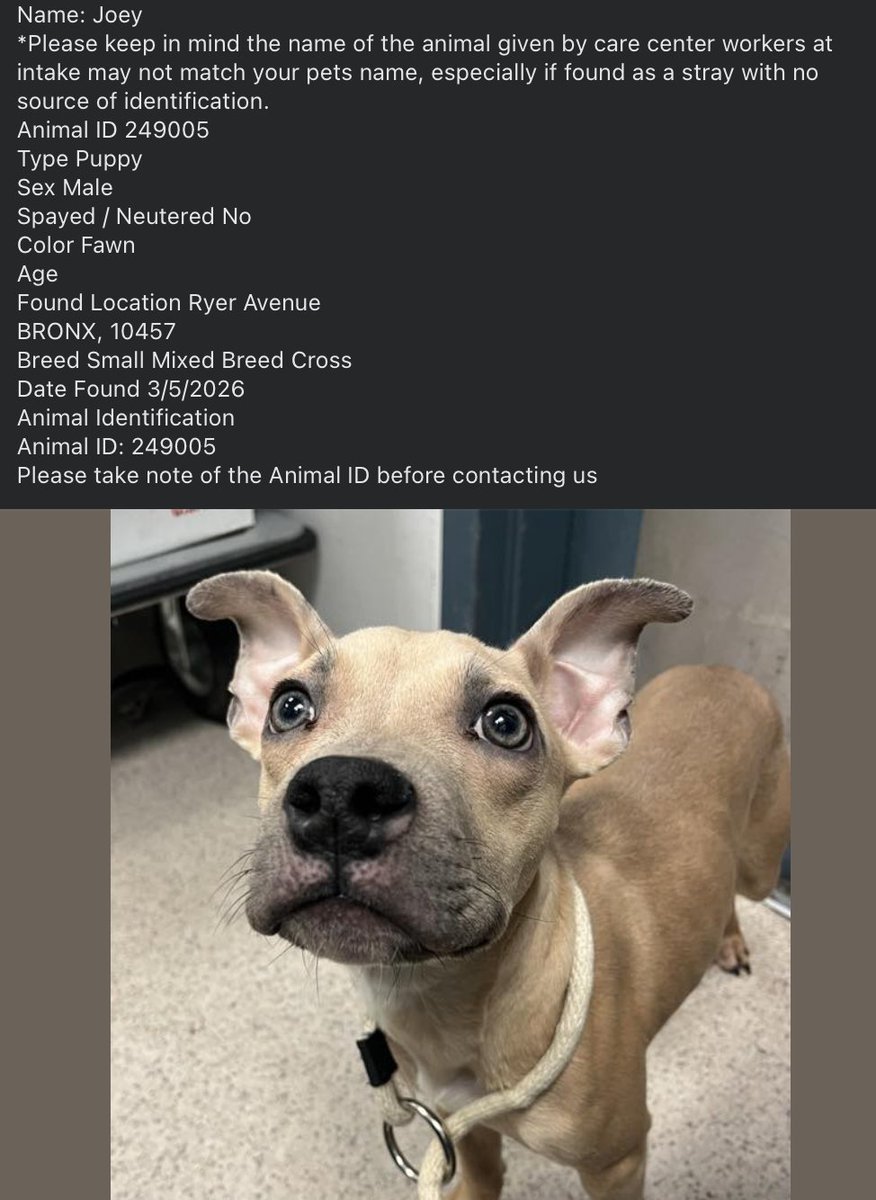 💥🆘Go. Get. Your. Dog.  They may not get out alive!

☎️Call NYCACC at 212-788-4000 and ask for dog by animal i.d. in picture.  #249005

📌Posted by #TeamAnimalVoice