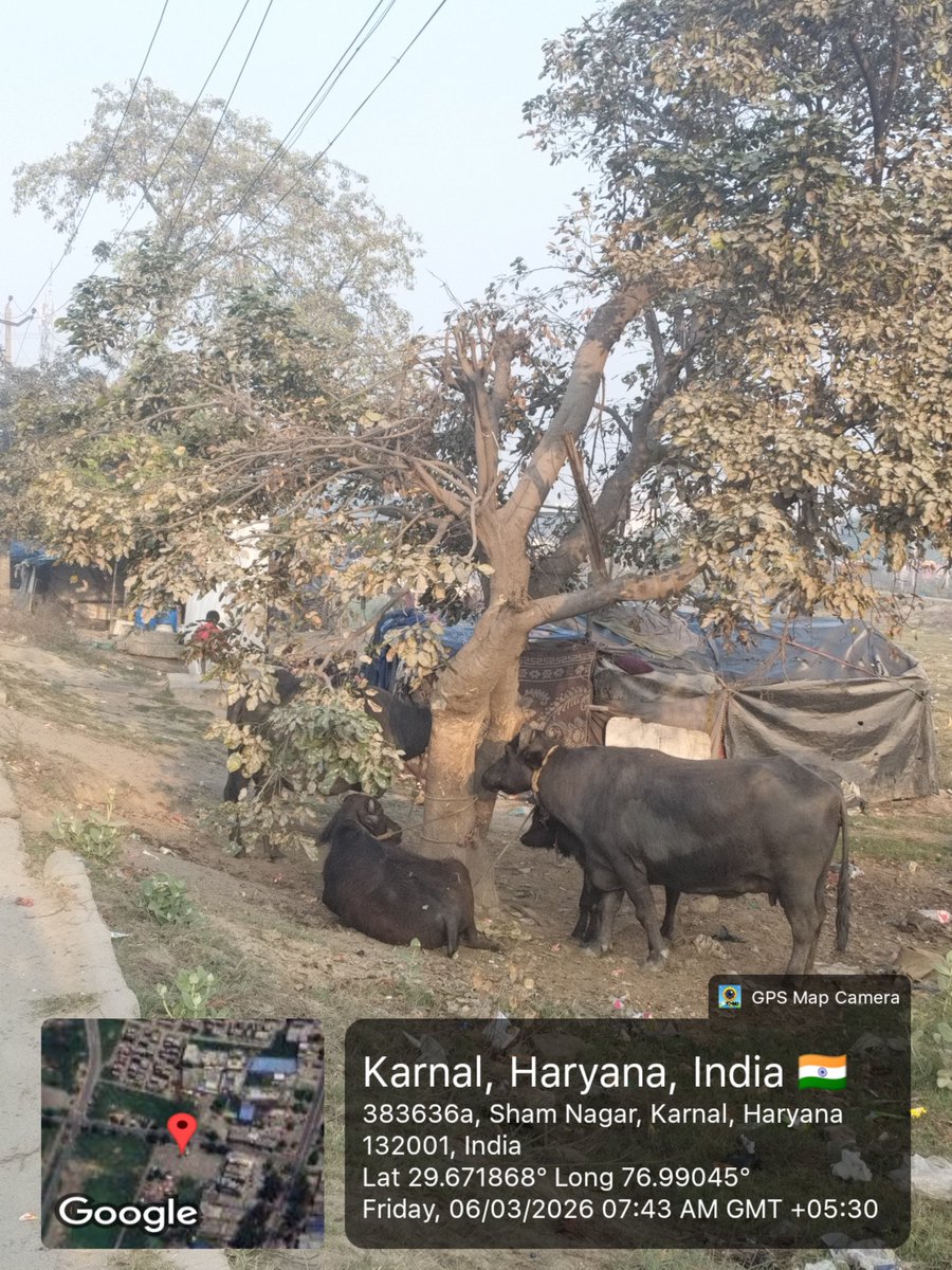 skyhere4u's tweet photo. @mlkhattar @cmohry सेक्टर 16, करनाल में गढ़या-लोहार जाति के लोग झोपड़ियों में अपना जीवन यापन कर रहे है। क्या सरकार इनके लिए मोबाइल टॉयलेट की सुविधा दे सकती है ताकि इनमें रहने वाली महिलाओं को  खुले में शौच जाने से आजादी मिल सके और कम गंदगी फैले। धन्यवाद जी। https://t.co/cg79iGWlQ1