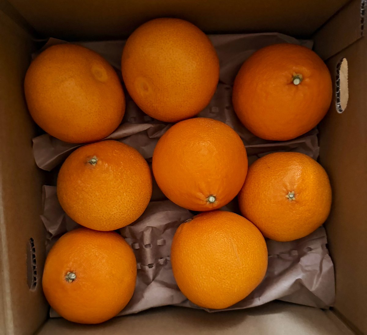 八幡浜市のふるさと納税返礼品、「紅プリンセスと同じ配合の柑橘」が