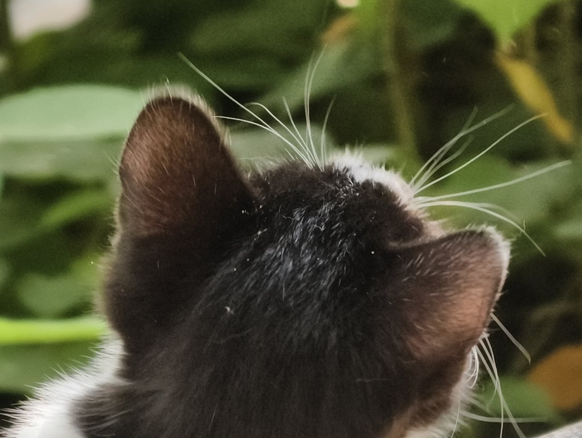 Precise Market Analysis tweet media