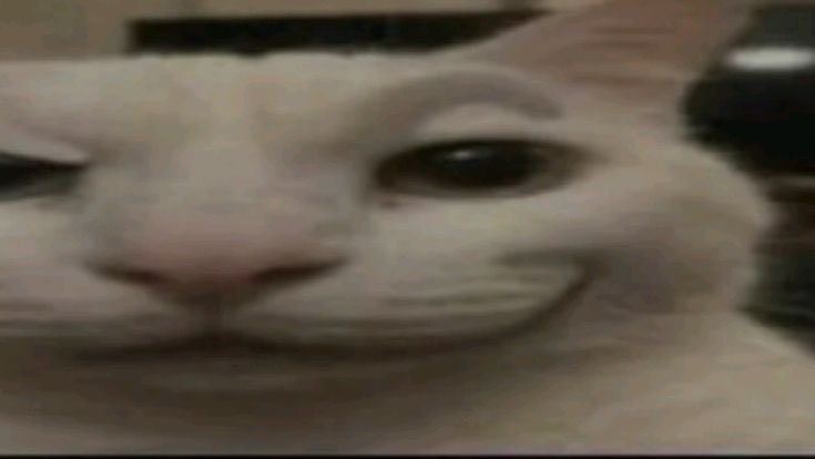 Camarón tweet media