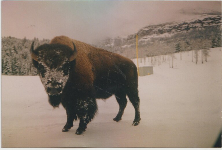 MT_GlacierGirl's tweet image. 