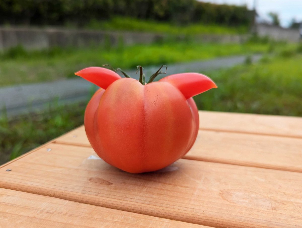 曽我農園＠ 闇落ちとまと 越冬トマトは毎年5月から7月までの販売です tweet media