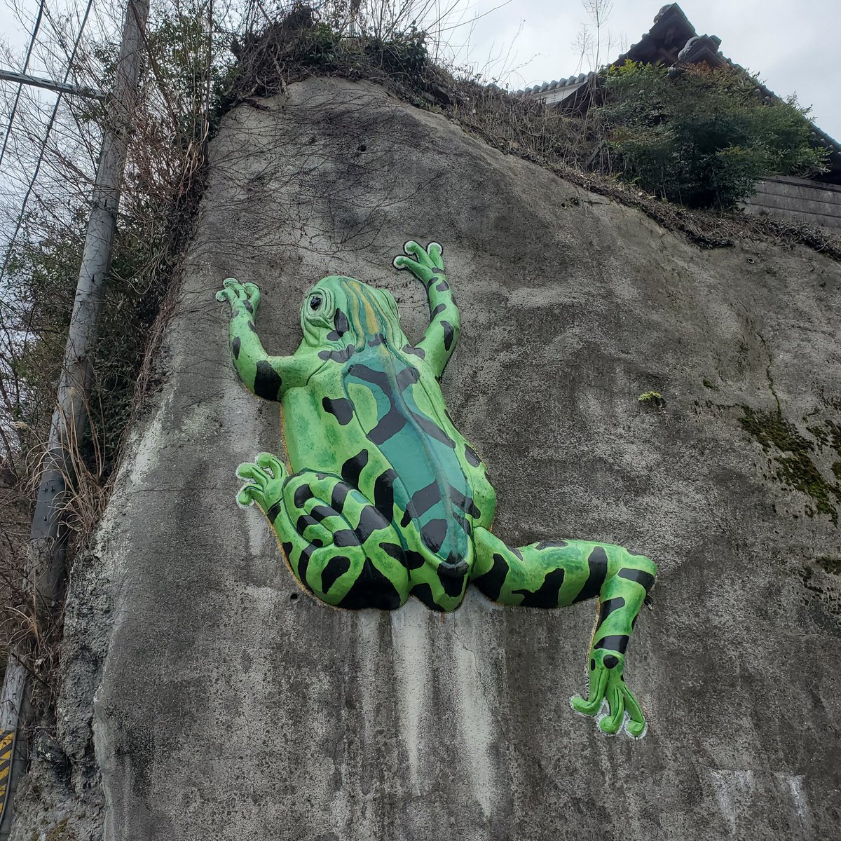 蛙旅団 tweet media