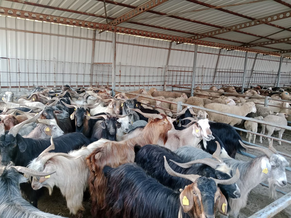 🐏🐐🐑KÜÇÜKBAŞ CANLI HAYVAN PAZARIMIZI KURDUK

Küçükbaş hayvanlarını getiren üreticilerimizin hayvanlarının kontrolleri yapılarak, pazar girişleri sağlandı.

Pazarımıza gelen alıcılarımız ile Hayvan sahiplerimizi buluşturduk.