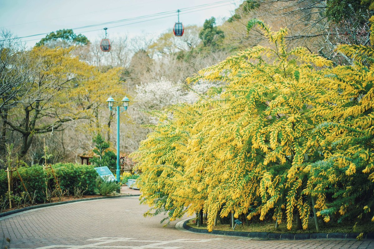 神戸布引ハーブ園/ロープウェイ【公式】 tweet media