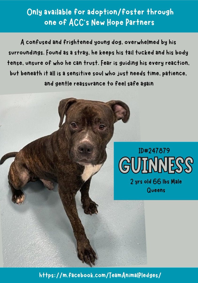 IN LOVING MEMORY OF GUINNESS ♥️ KILLED 
3/4/26 BY NYCACC 💔😭 He was very beautiful..
Abandoned in the streets unloved unwanted 💔
Terrified of the shelter..he knew he wasn't safe..
He got no love or compassion.. he's gone..
In Rememberance ♥️ 
You MATTERED SWEET BOY ♥️🙏✝️♥️🌹🌈