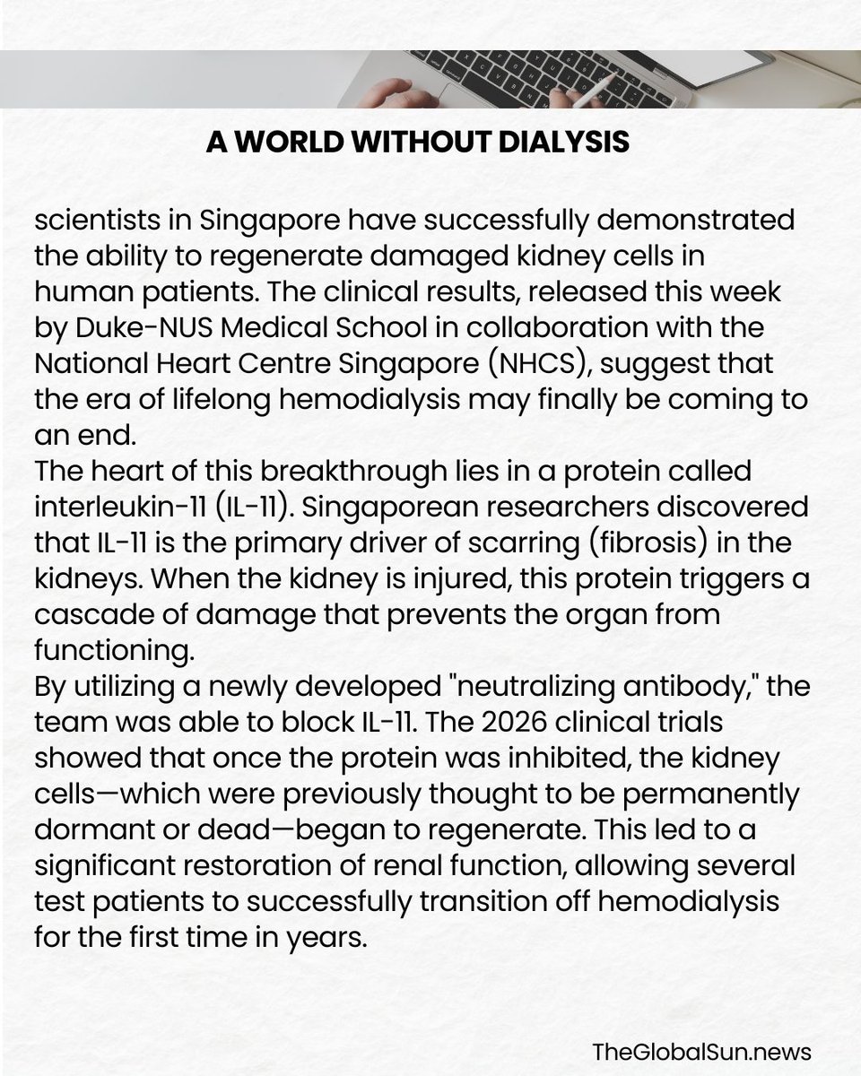 NewsGlobalSun's tweet photo. A CURE FOR THE INCURABLE. 🩺
Singapore researchers have successfully triggered kidney cell regeneration in a massive 2026 medical breakthrough! 🇸🇬 By blocking the IL-11 protein, they are reversing kidney damage and ending the need for dialysis. A historic win for human health. 🧬 https://t.co/Gef0DUiF1h