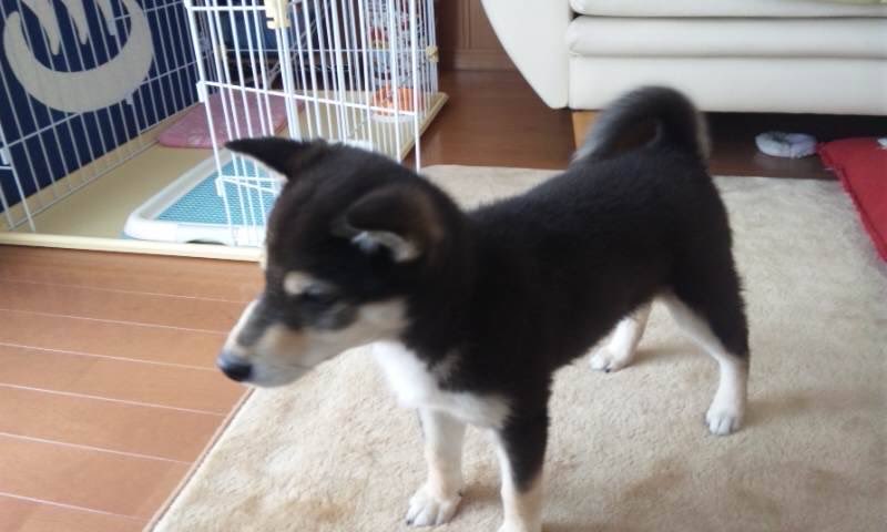 meshi_82's tweet photo. @momotokonatsu 昔はしっかりとまろ眉だったのに、今やまろ眉は消滅、全体的にグレーになったおじいちゃん黒柴です https://t.co/kK7nVdPz4v