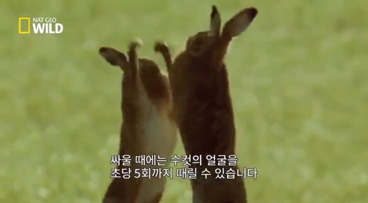 줄무늬구리기니🐯 tweet media