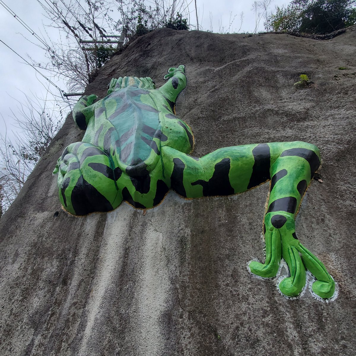 蛙旅団 tweet media