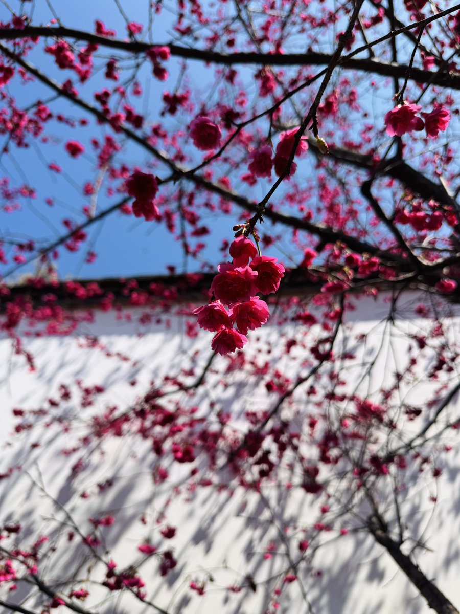 絶美な山の桜
#摄影 #旅行 #日常 #生活 #风景 #随手拍
#travel #life #Scenery #daily #Photography 
#旅行する #風景 #写真を撮る #しゃしん