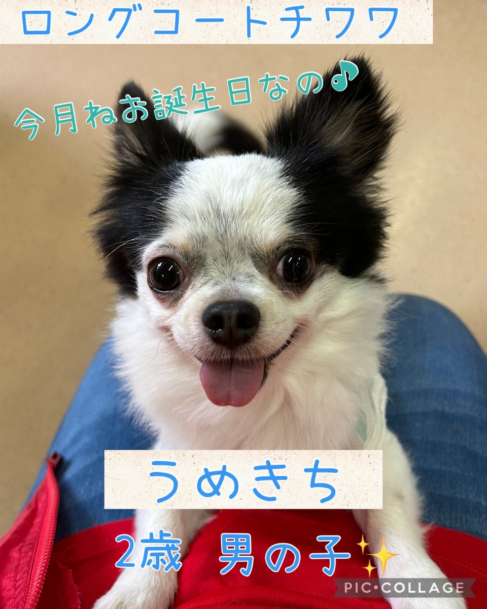 ロングコートチワワ 🐶うめきち✨️ 2歳 男の子 3.5kg 今月で3歳のお