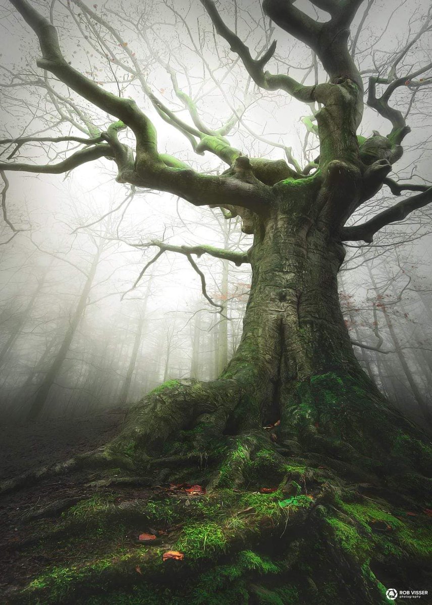 arboles_magicos's tweet photo. El árbol de las brujas es un haya (Fagus sylvatica) de 130 años en Brabante, Holanda.
Su apariencia, con tortuosas ramas y raíces son el último lugar de descanso de Black Kate, líder de una banda de ladrones y que muchos creían que era bruja.
Un tema recurrente árboles y brujas.
Buenos días, gentes de bien. 💚🌿