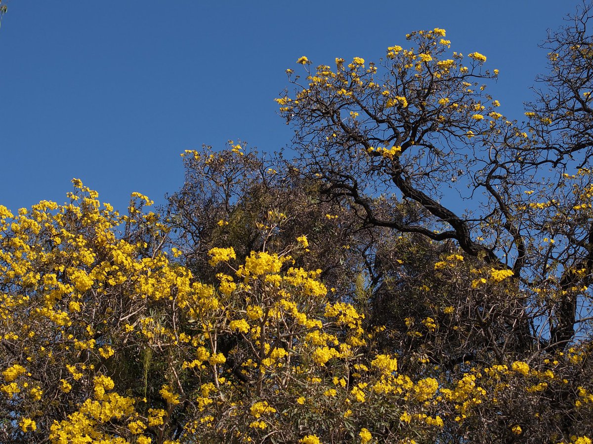 Anil Gulati tweet media