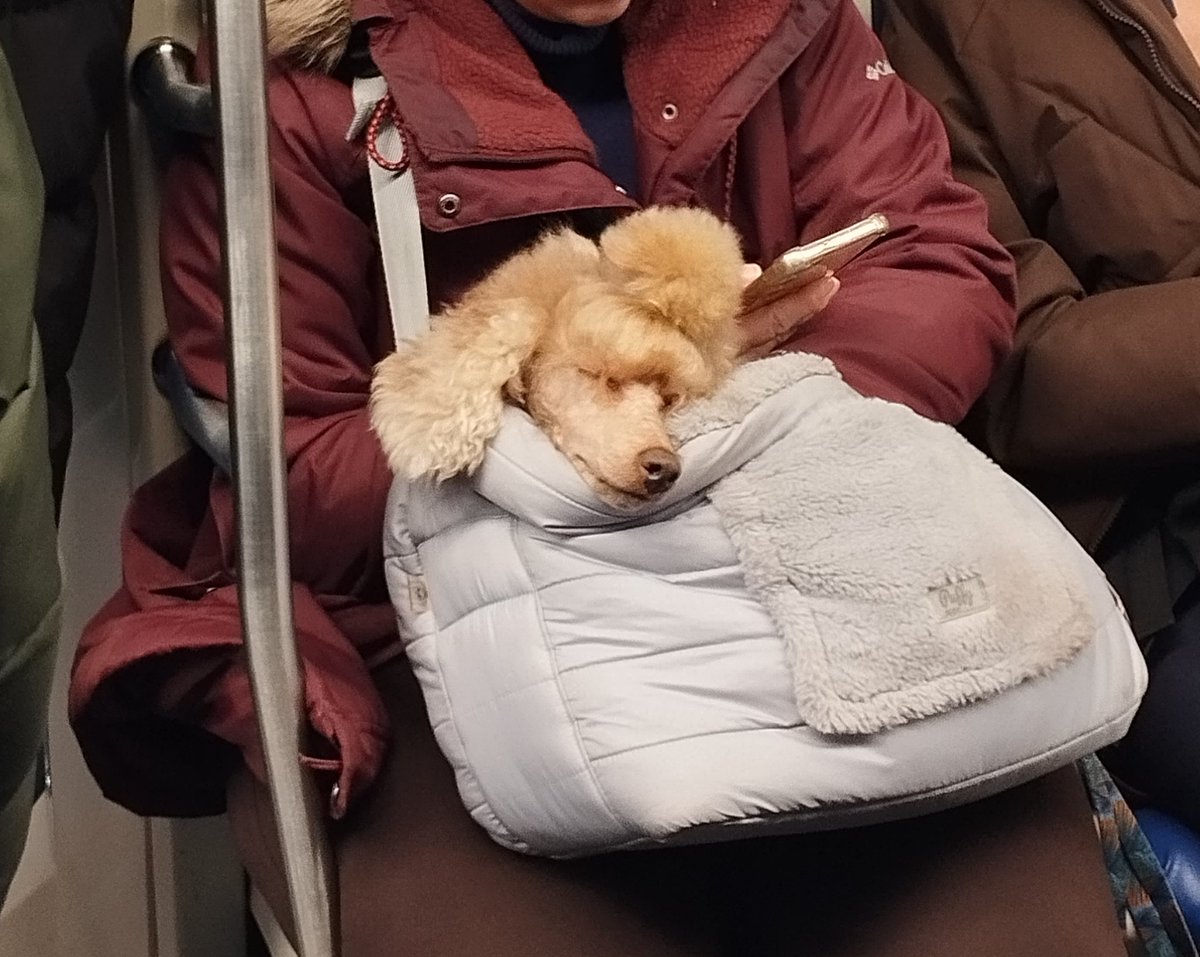 Облизни ромбики (@funtria) on Twitter photo 