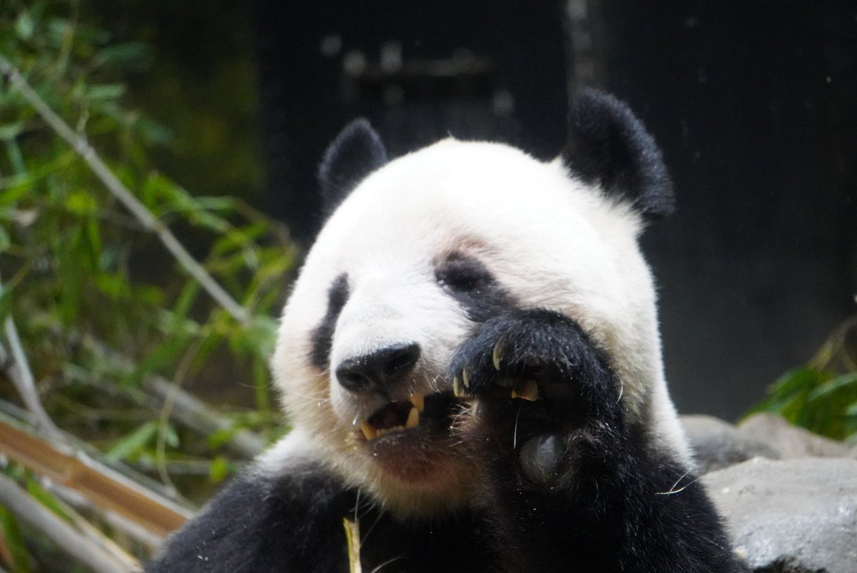 ちゃた tweet media