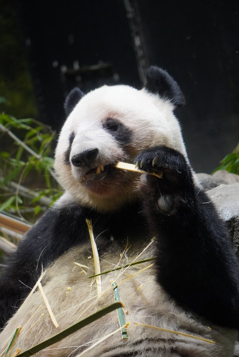 ちゃた tweet media