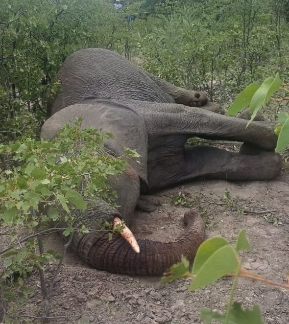TheNamibian's tweet photo. A woman (46) from Omugulugombashe village at Tsandi in the Omusati region died after being trampled by an elephant on Thursday.
https://t.co/ZeVGbxvpJb https://t.co/SRQpVo91Hs