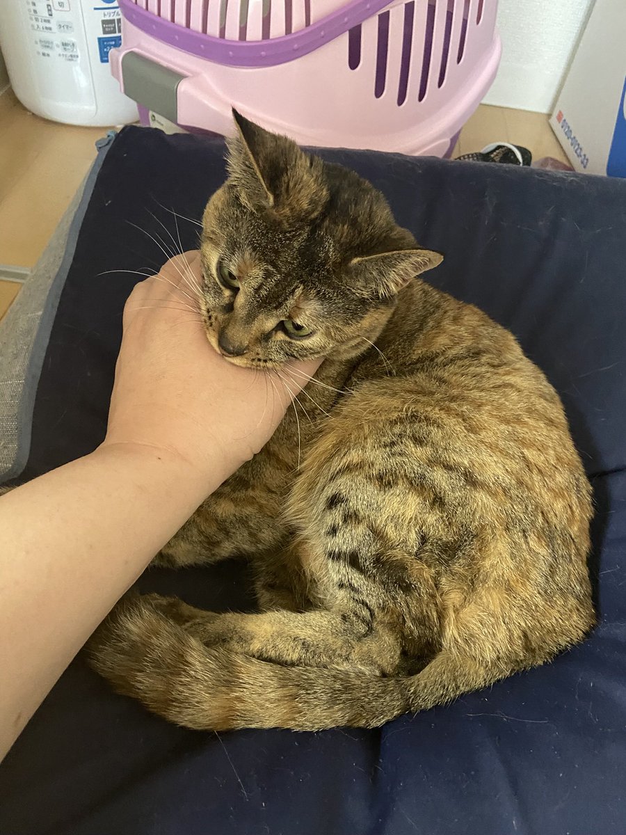 yoppapa（酔っパパ） tweet media