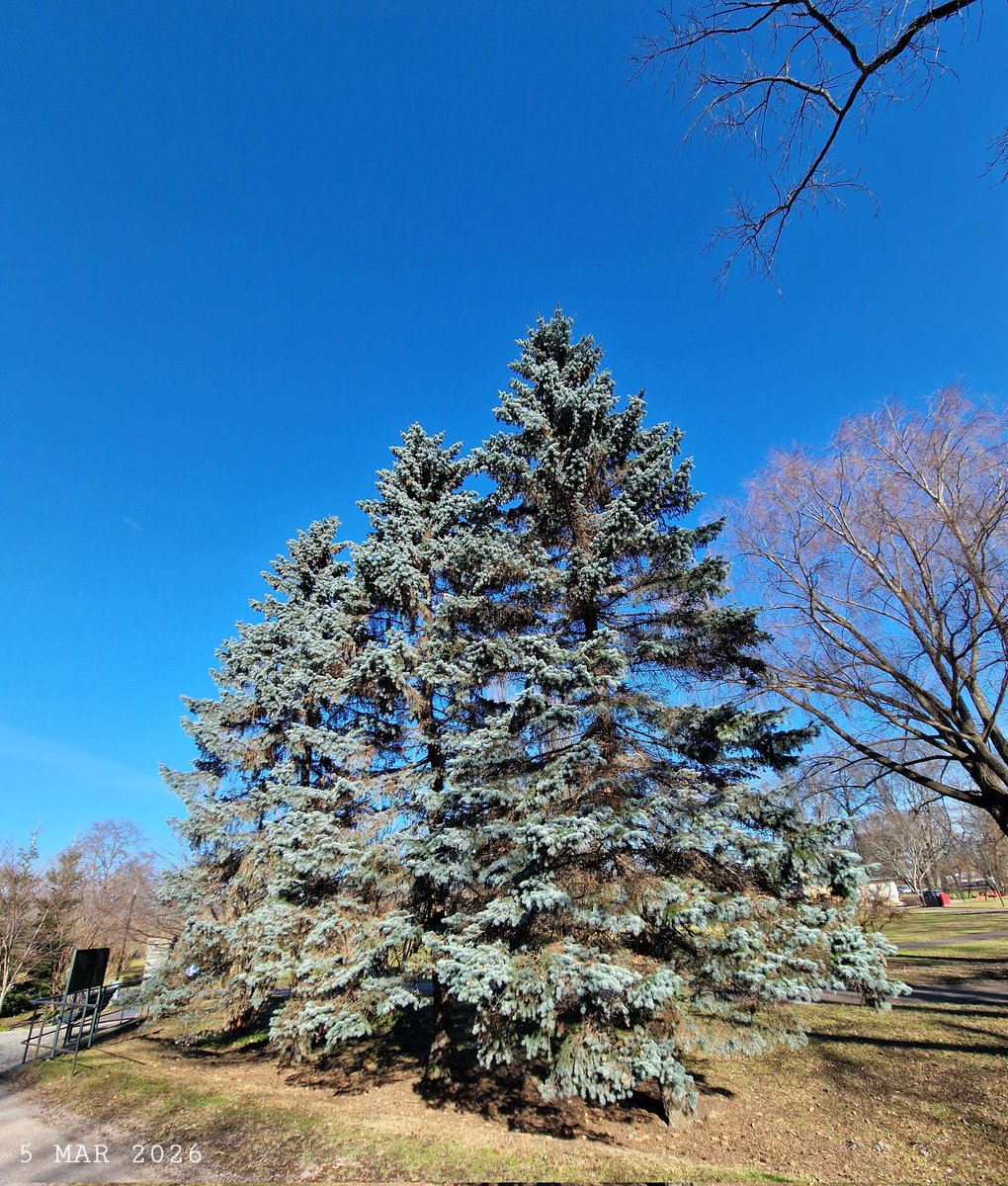 IDadzkov's tweet photo. Blue spruses. Blågrannar.  Голубые ели.
#nature #March #trees #spruces #BlueSpruces #blågrannar #park #CityPark #Uppsala #UppsalaPhoto https://t.co/Cdq8YMQIrr