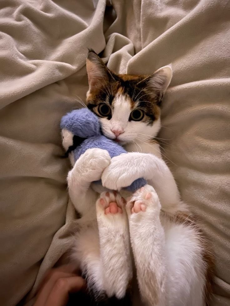 cutest kittens tweet media