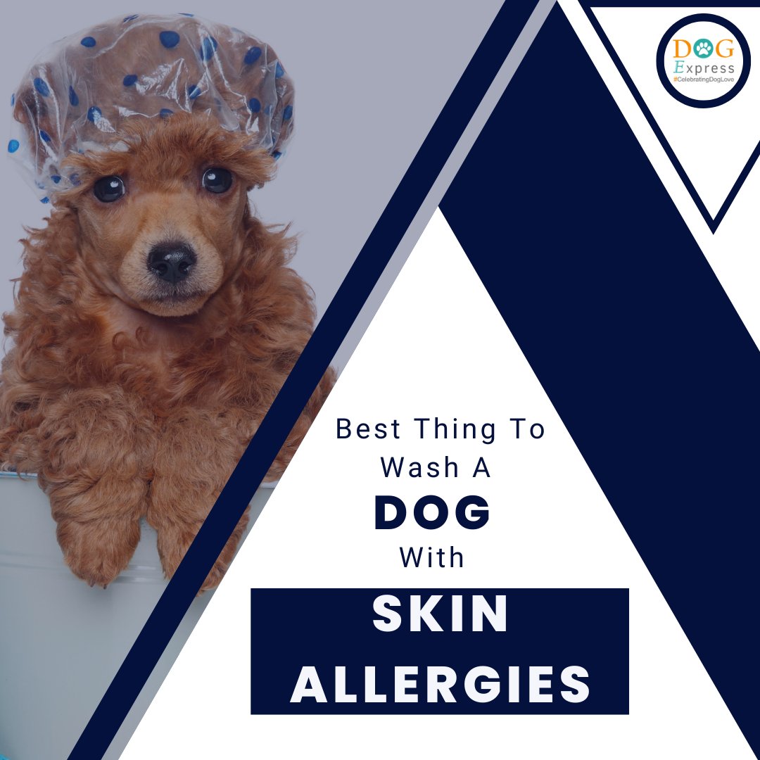 Dog_express's tweet image. Dog With Skin Allergies🐾👇

dogexpress.in/what-is-the-be…

#Dogexpress #Doglovers #Dogowners #lovemydog #doglove #doglife #DogSkinAllergies #DogSkinCare #DogGroomingTips #HypoallergenicDogShampoo #SensitiveSkinDogs #HealthyDogSkin #DogBathTips #PetCareTips #DogHealthTips #PetParenting
