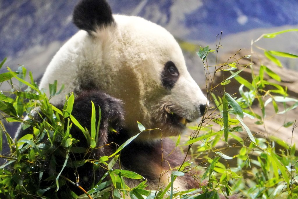 ちゃた tweet media