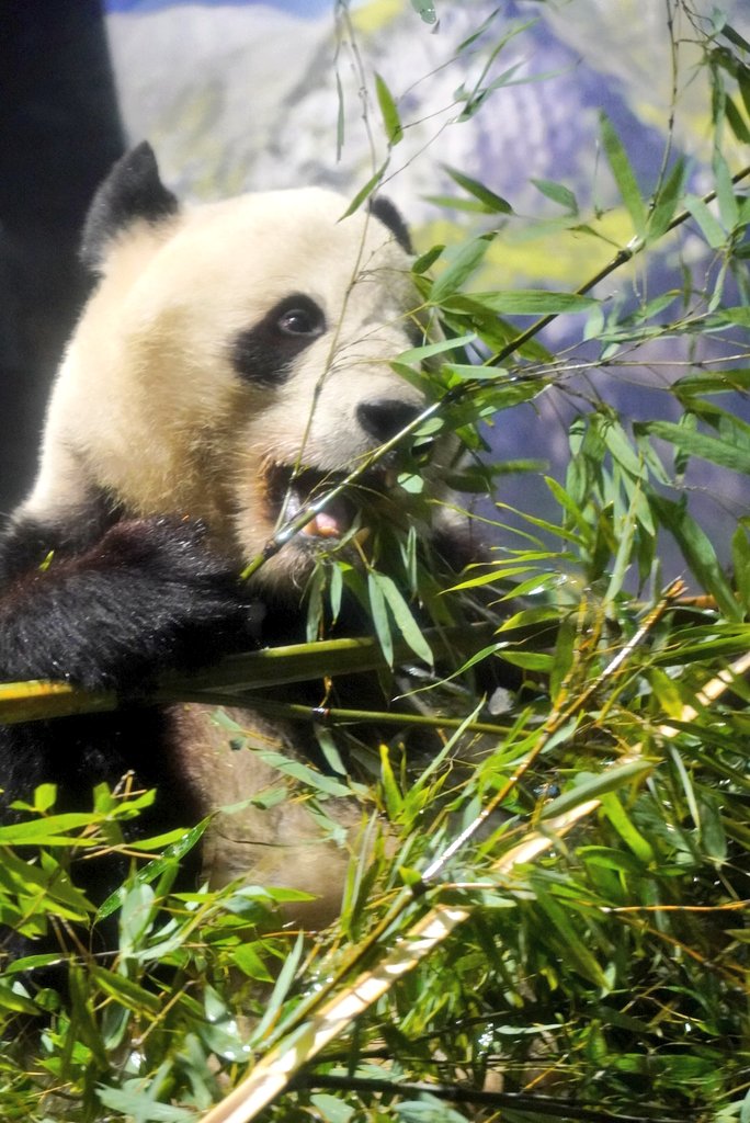 ちゃた tweet media