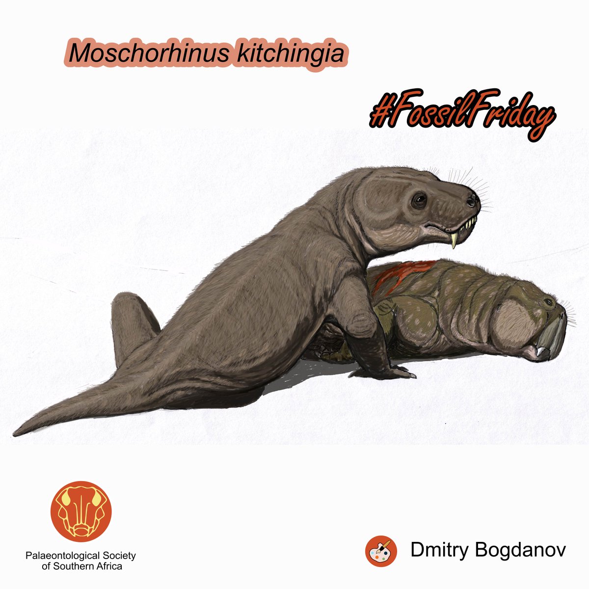 Palaeontological Society of Southern Africa tweet media