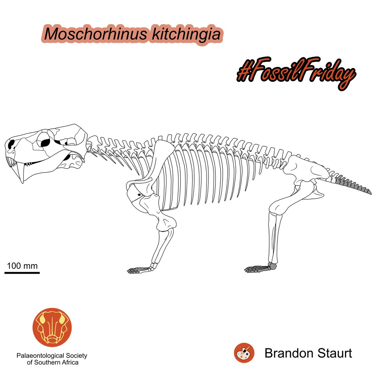 Palaeontological Society of Southern Africa tweet media