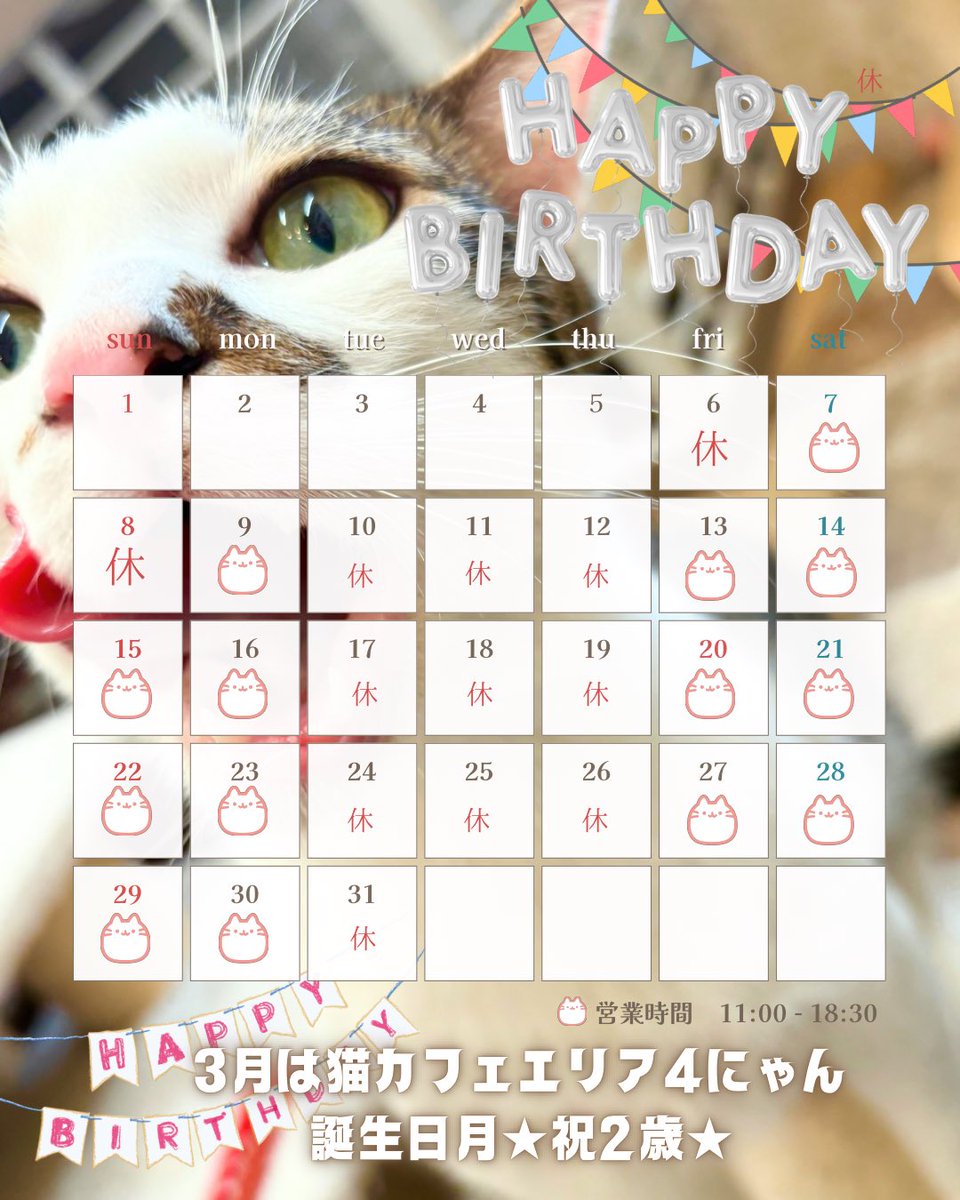 catcafe_link's tweet photo. ☘️☘️3月営業日☘️☘️
カフェエリアの4にゃんは今月で２歳になります🎉♥️ https://t.co/gNTMLlDfeR