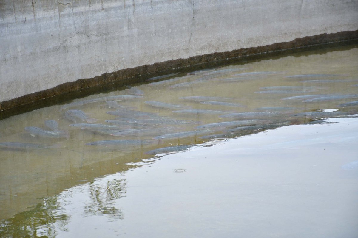 S. DARSIL254 tweet media