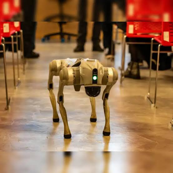 iamBabuSeth's tweet photo. @i_m_harshitsing @Imthe_dashqueen Galgotias #RoboDog can be a viable answer to Indias current #straydogs menace and their #Doglovers & #Dogfeeders too.
Just need to fit sharp claws and jaws to these robot dogs. 😀 https://t.co/fR6H0bNW19