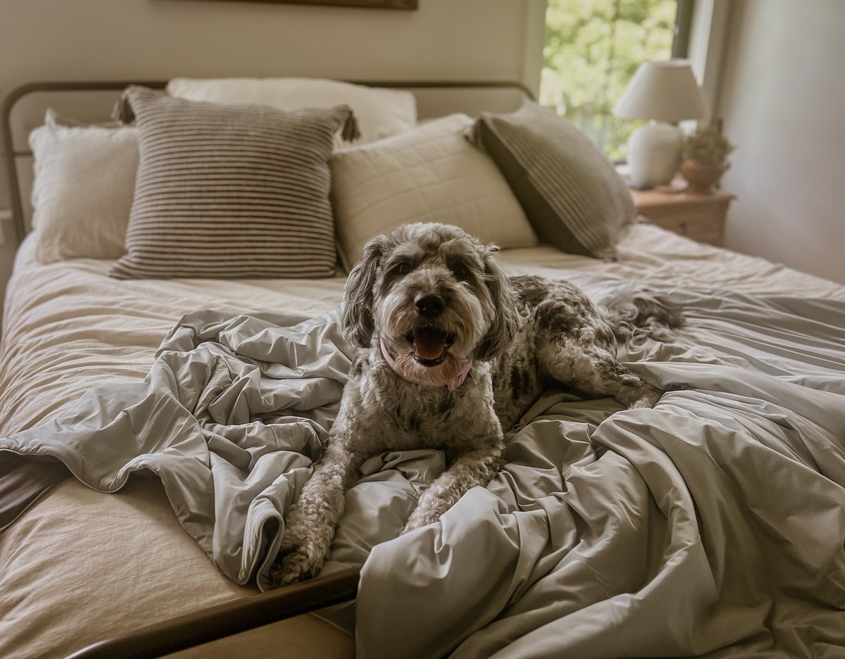 ElegearHome's tweet image. If your dog won’t leave the bed… it’s a good sign 🐶🛏️

🛒➡️ elegear.com/?utm_source=X

#dogapproved #petfriendlyhome #coolingcomforter #bedroomtok #cozyspace #dogmomlife #comfortsleep #homecozy #beddingtok #sleepbetter #nightsweats #giftideas #ArcChill #elegear #CoolingComfort