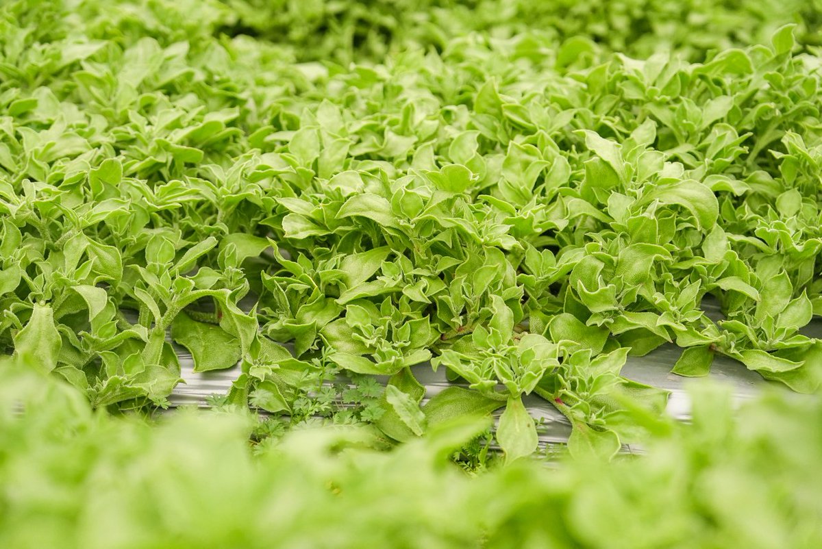 ailuqiao123's tweet image. 🌿✨ Crisp, salty-sweet Ice Plant! Locally grown in Ningbo with recycled compost, each leaf glistens with nutrient-rich "ice pearls." Dietary fiber superstar! #WeLoveZhejiang #Superfood #agriculture #全国两会 #Twose
