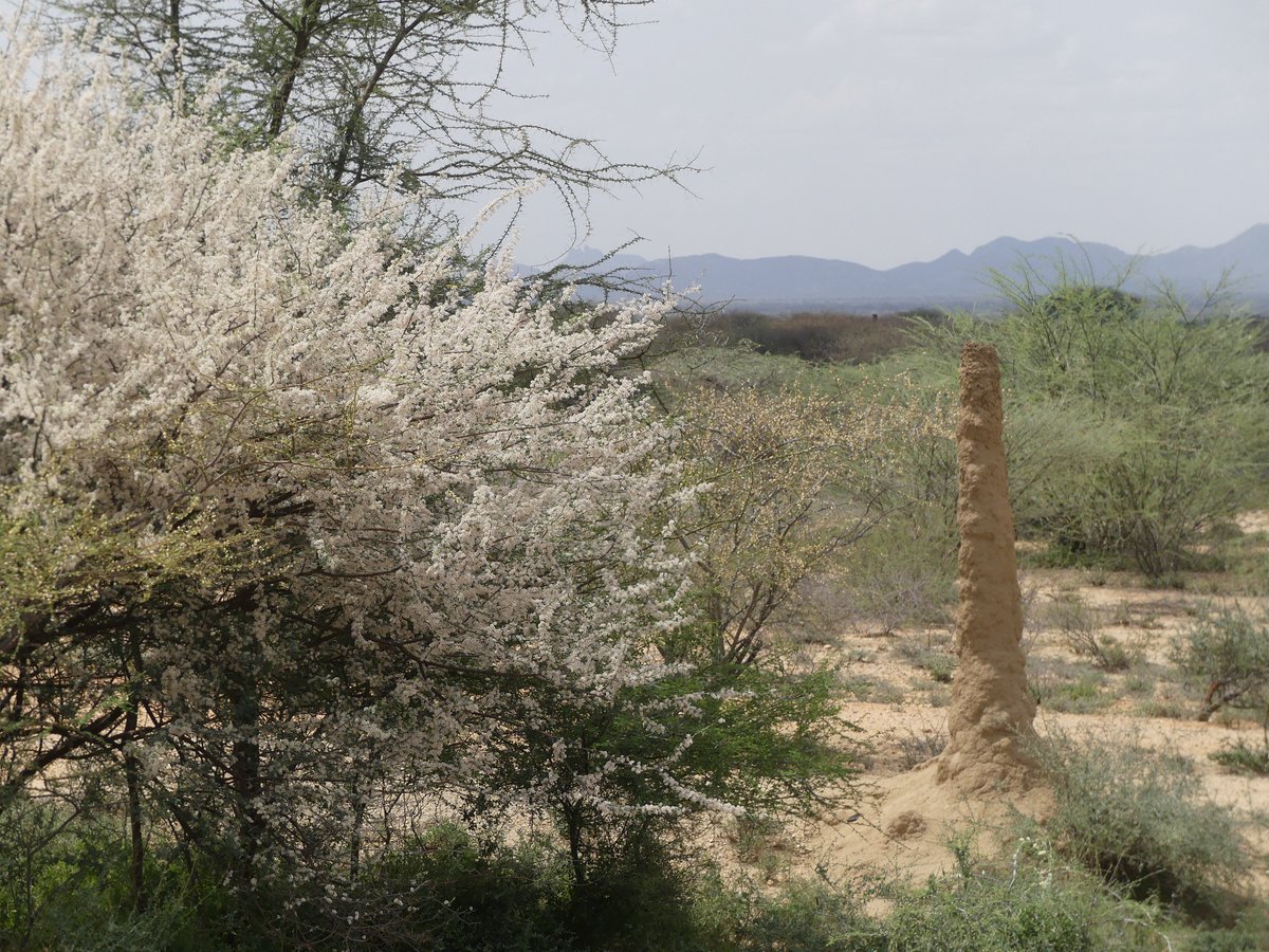 Photos for Trees Kenya🌳 tweet media