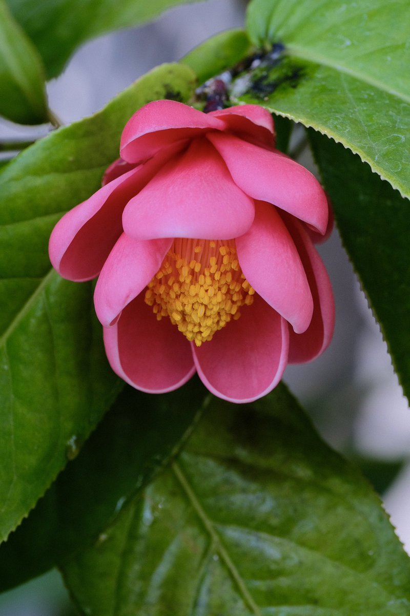 ベトナムツバキ