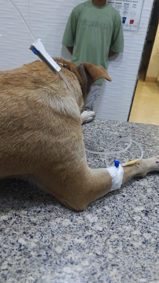 KhalsaRescue's tweet photo. 🌟 Hi friends! I’m Gori, and I need your help. After suffering two broken legs during Holi, I was rescued by amazing souls, Gaganmeet and Deep, who transported me for urgent care. I now face surgeries costing over ₹80,000. With your support, I can heal and thrive. Reach out to Supriti at +852-62567128 or Maninder at +91-97168 42244 to contribute. Your kindness can change lives! 💖🐾 #HelpGori #KindnessMatters