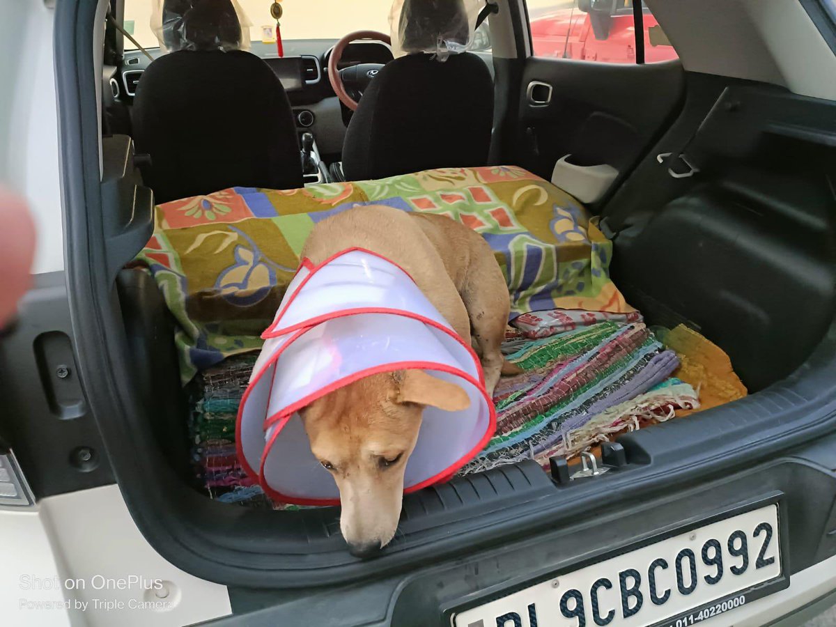 KhalsaRescue's tweet photo. 🌟 Hi friends! I’m Gori, and I need your help. After suffering two broken legs during Holi, I was rescued by amazing souls, Gaganmeet and Deep, who transported me for urgent care. I now face surgeries costing over ₹80,000. With your support, I can heal and thrive. Reach out to Supriti at +852-62567128 or Maninder at +91-97168 42244 to contribute. Your kindness can change lives! 💖🐾 #HelpGori #KindnessMatters