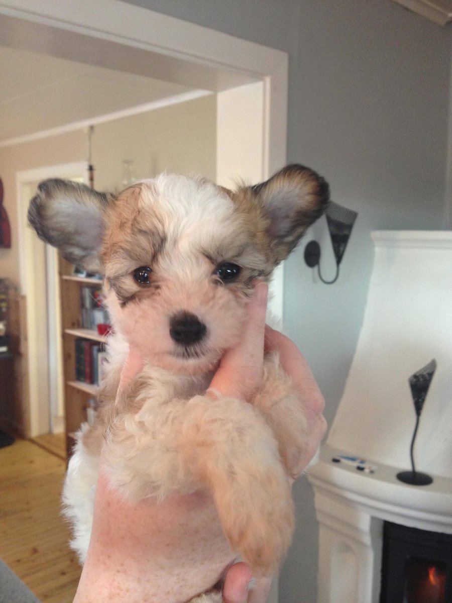 Kin🌸 Moth Vtuber Ƹ̵̡Ӝ̵̨̄Ʒ tweet media