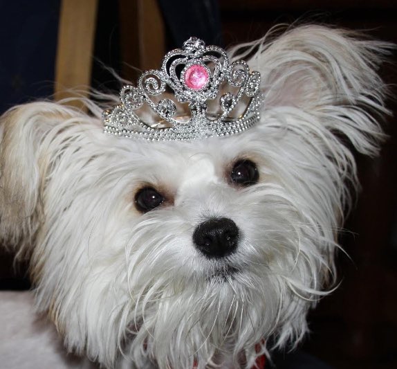 Kin🌸 Moth Vtuber Ƹ̵̡Ӝ̵̨̄Ʒ tweet media