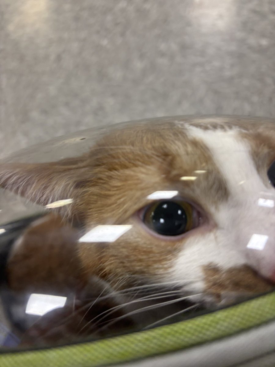 wangzapper's tweet photo. Guess who’s having a very expensive midnight trip to the emergency vet https://t.co/blzZWYUzaw