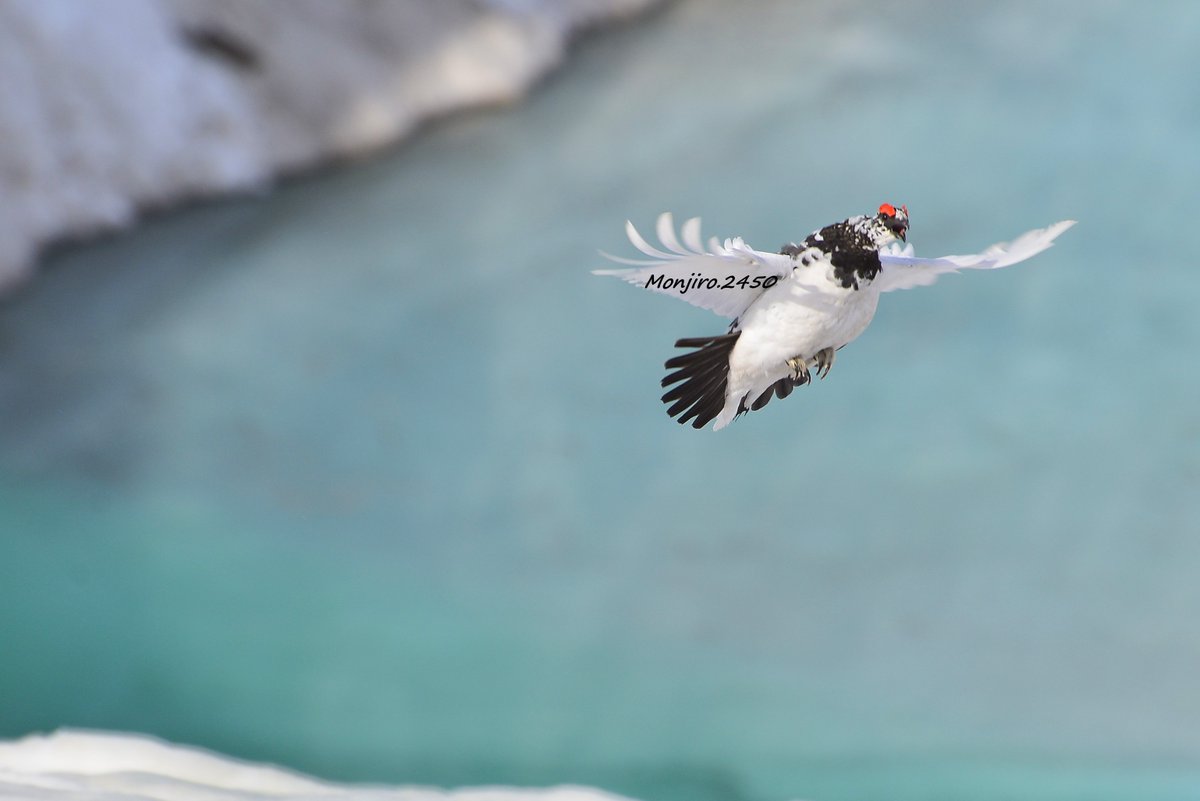 飛んでいる鳥を撮るのは簡単ではない🐦 (推しの鳥)
色々な季節に そこへ通い 鳥を探し観察して撮影、ダメな時もある 同じ繰り返しから何となく分かって来る 
それで撮れた写真、アップで撮れる写真でも 最中での偶然から撮れるから楽しい😊 　※前側足です