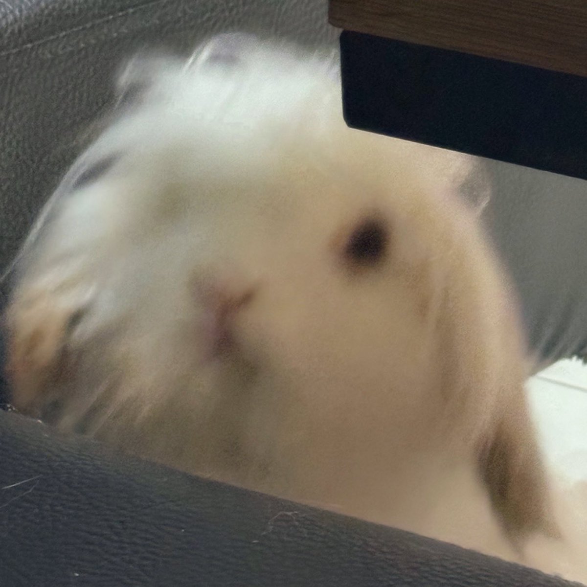 布蕾克 Blake🥀3.0真身準備中💖隱居吸血姬✨ tweet media