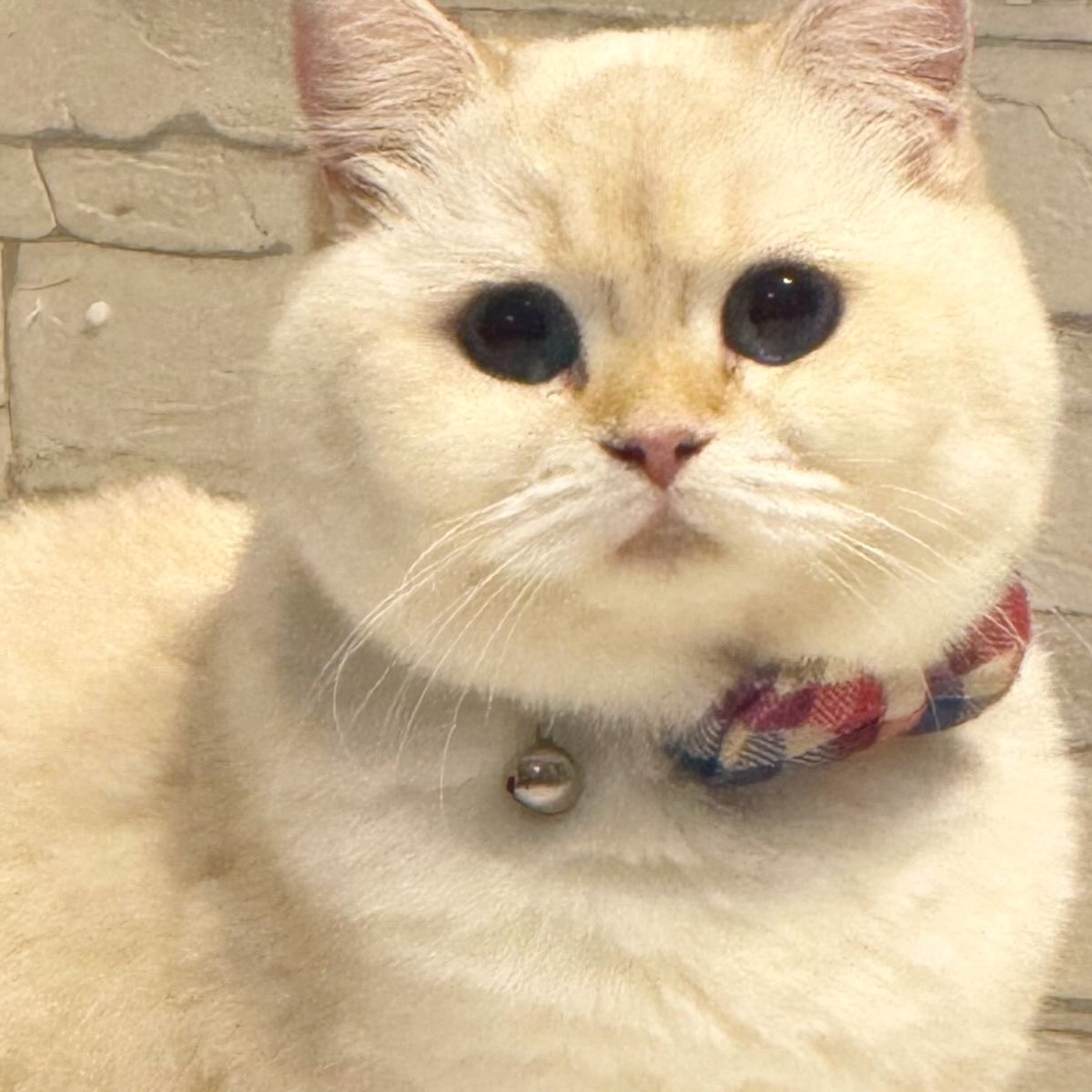 布蕾克 Blake🥀3.0真身準備中💖隱居吸血姬✨ tweet media