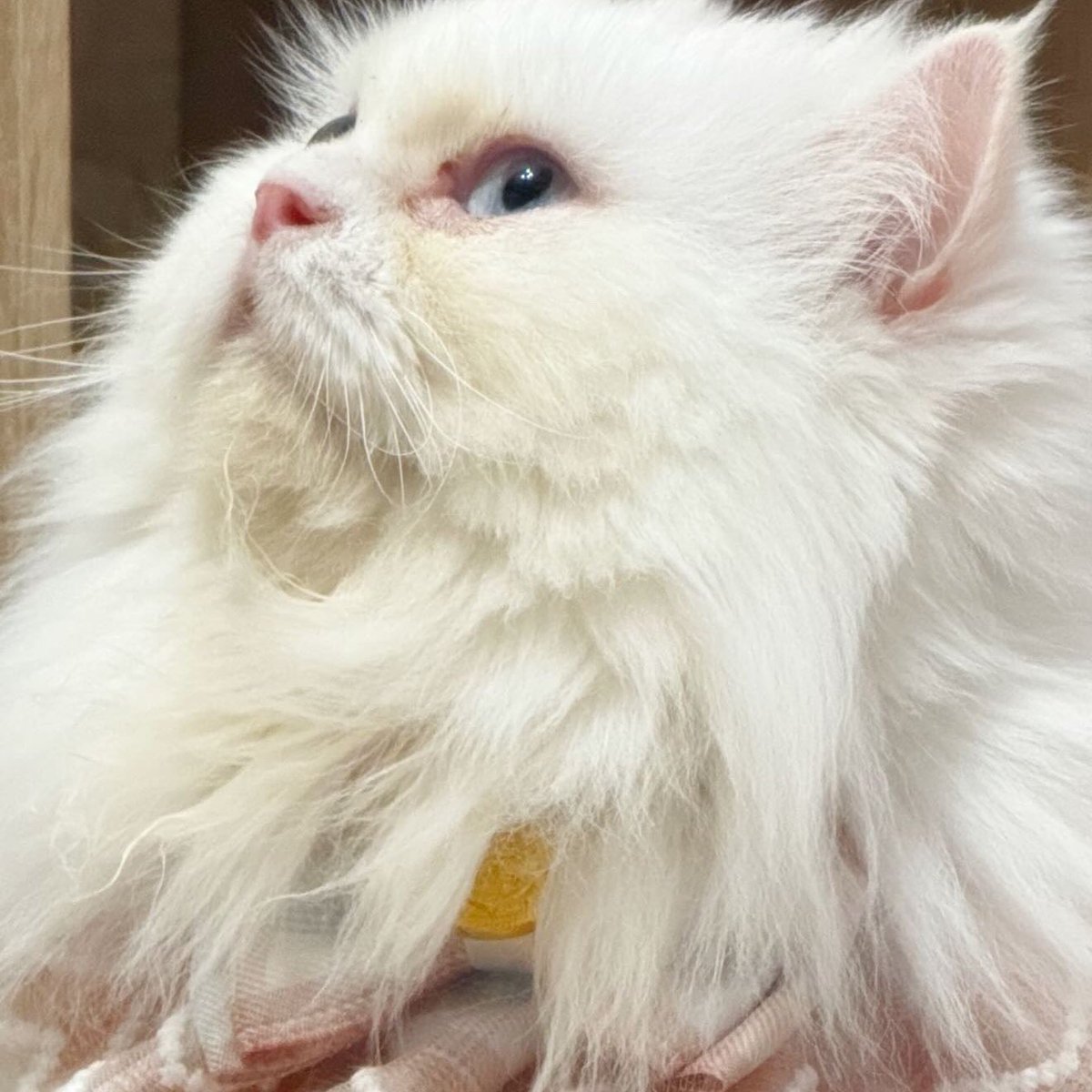 布蕾克 Blake🥀3.0真身準備中💖隱居吸血姬✨ tweet media