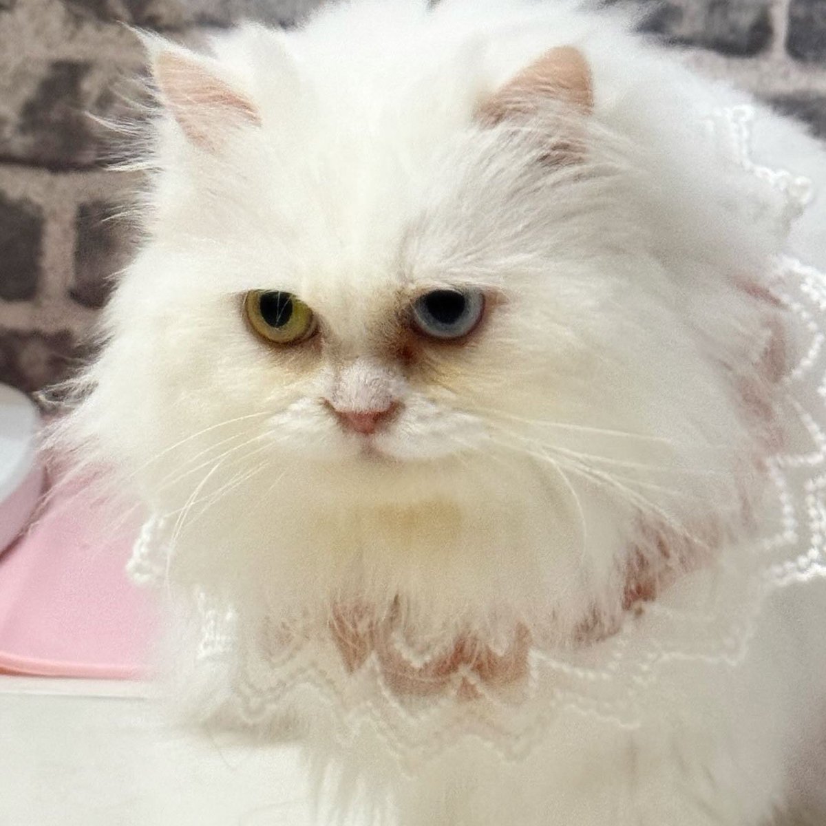 布蕾克 Blake🥀3.0真身準備中💖隱居吸血姬✨ tweet media