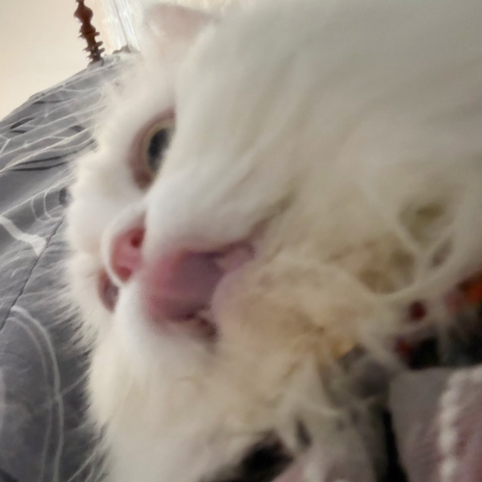 布蕾克 Blake🥀3.0真身準備中💖隱居吸血姬✨ tweet media