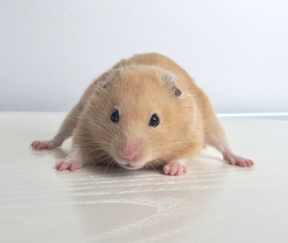 ﾐﾊにやさしく tweet media